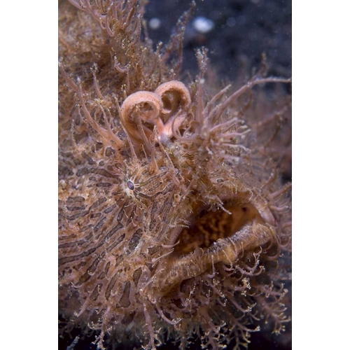 Indonesia, Hairy frogfish that uses its lure